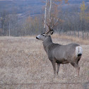 Mule Deer