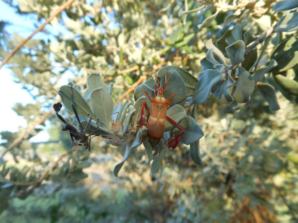 Spotting Image 1