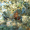 Leaf-footed Bug