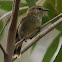 Striated Thornbill