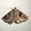 Moth