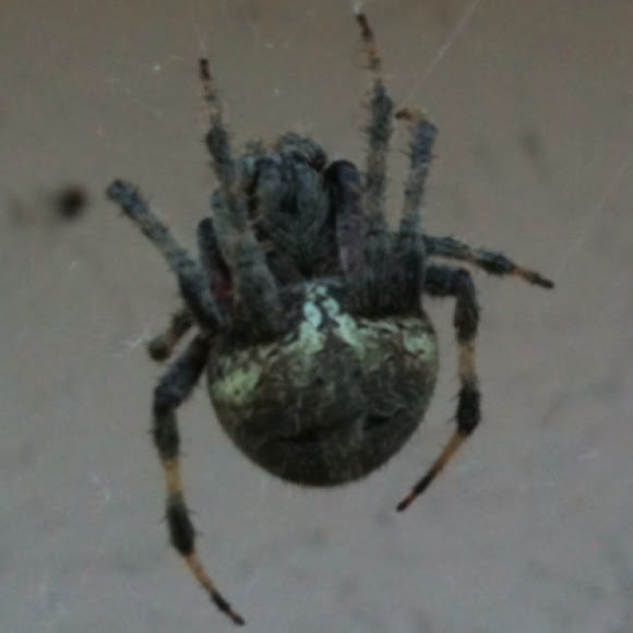 Spotting Image 1