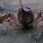 Crayfish (Crawdad)