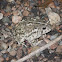 Woodhouse Toad