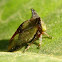 Treehopper