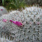 Mammillaria sp.