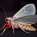 Moth