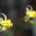 Yellow colombine