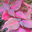 Bloodleaf Iresine