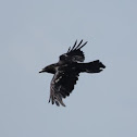 Raven