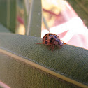 Asian ladybird beetle