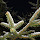 European Plants