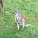 Kangaroo