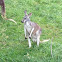 Kangaroo