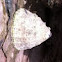 Limpet