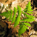 Oak Fern