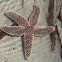 Sea Star