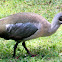 Hadeda Ibis