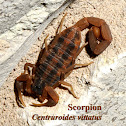 Striped Bark Scorpion