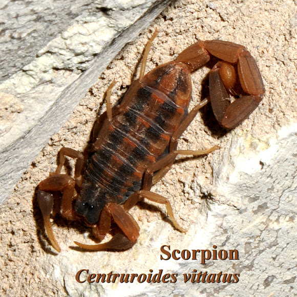 Spotting Image 1