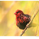 Red Avadavat