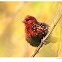 Red Avadavat