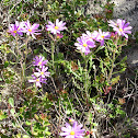 Senecio elegans