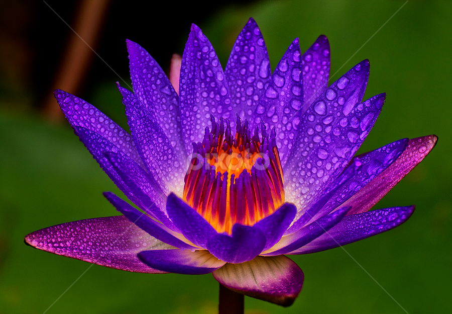 Glowing Colors by Charliemagne Unggay - Nature Up Close Flowers ( water drops, lily, nature, colors, flower )