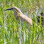 Squacco Heron