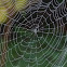Spider web