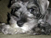 Schnauzer Hermosos $120 Sal Y Pimienta Puros