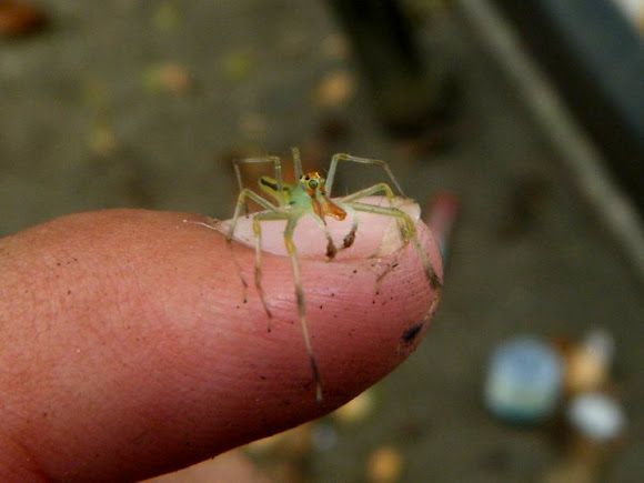 Spotting Image 1