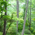 pine trees