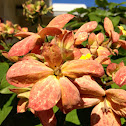 White Mussaenda (Doña Luz)