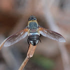 Common Ligyra Bee Fly