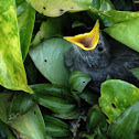 Starling