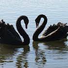 Black Swans