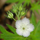 fringed phacelia