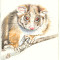 Paw Printz