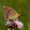 Mariposa