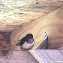 Barn Swallow