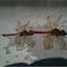 Two insects