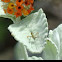 Katydid nymph