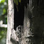 Barred Owlet-nightjar