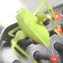 Saltamonte Longicornio