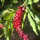 Red ginger