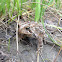 Fowler's Toad