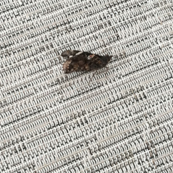 Spotting Image 1