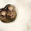 Common snapping turtle
