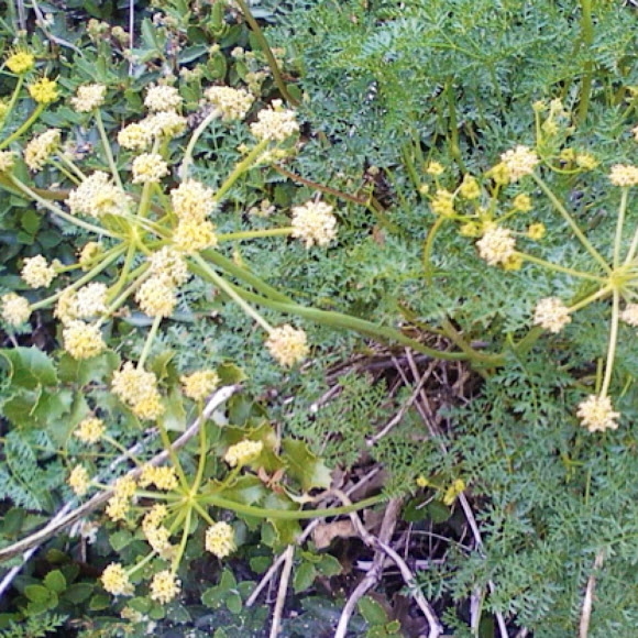 Spotting Image 1